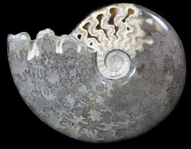 Polished Cretaceous Ammonite Fossil - Khenifra, Morocco #35301